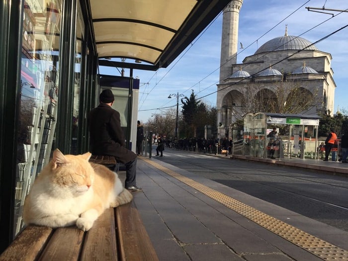 イスタンブール　猫