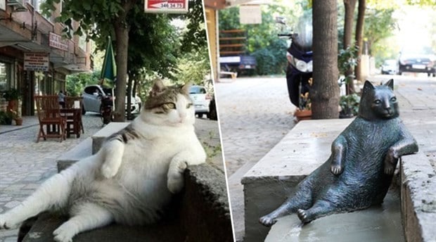 トンビリ　猫　イスタンブール