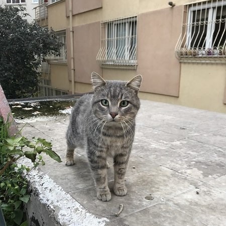 トルコの人懐こい野良猫達 トルコ旅行 トルコツアー 観光なら 安心の ターキッシュエア トラベル におまかせ