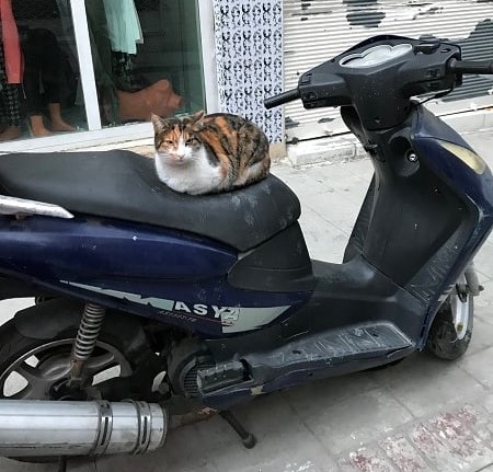 トルコ猫